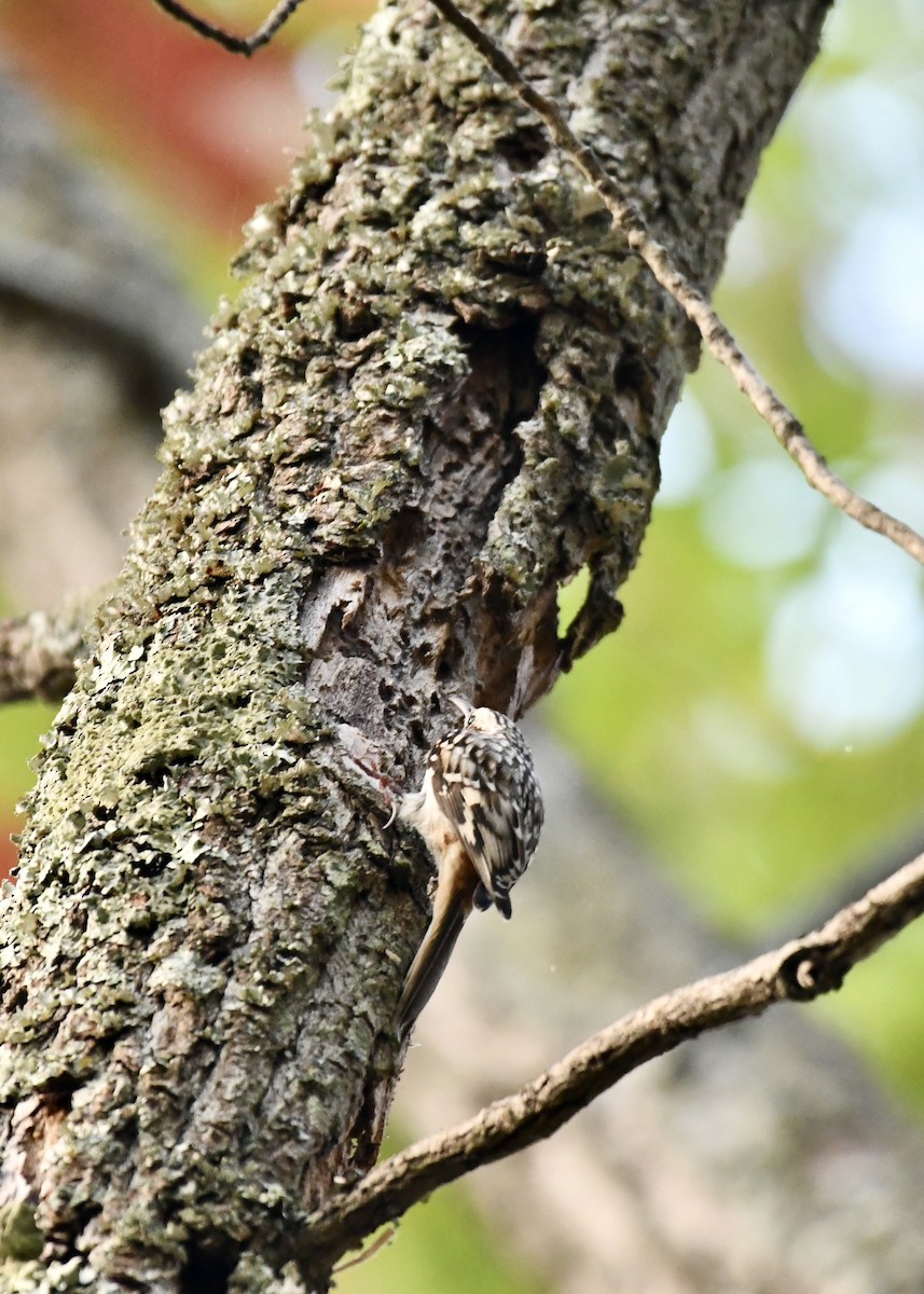 Brown Creeper - ML624568684