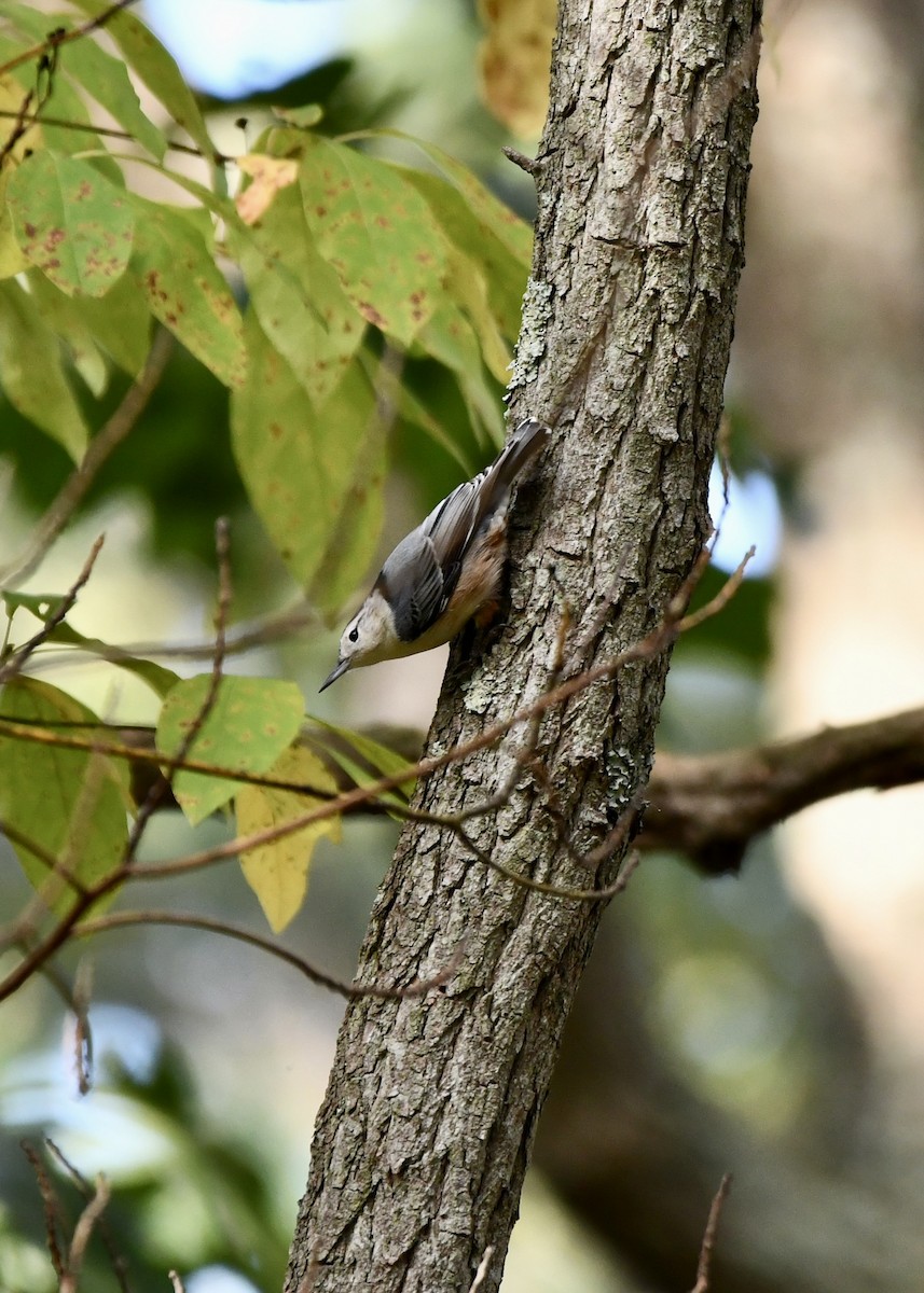 White-breasted Nuthatch - ML624568691