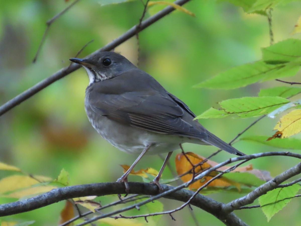 Gray-cheeked Thrush - ML624568736