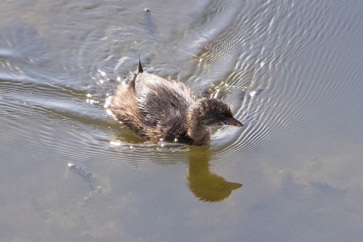 Pied-billed Grebe - ML624568738