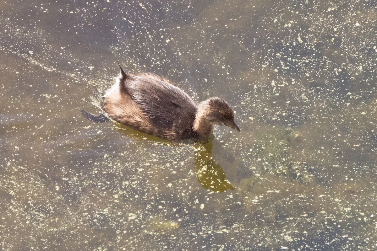 Pied-billed Grebe - ML624568739