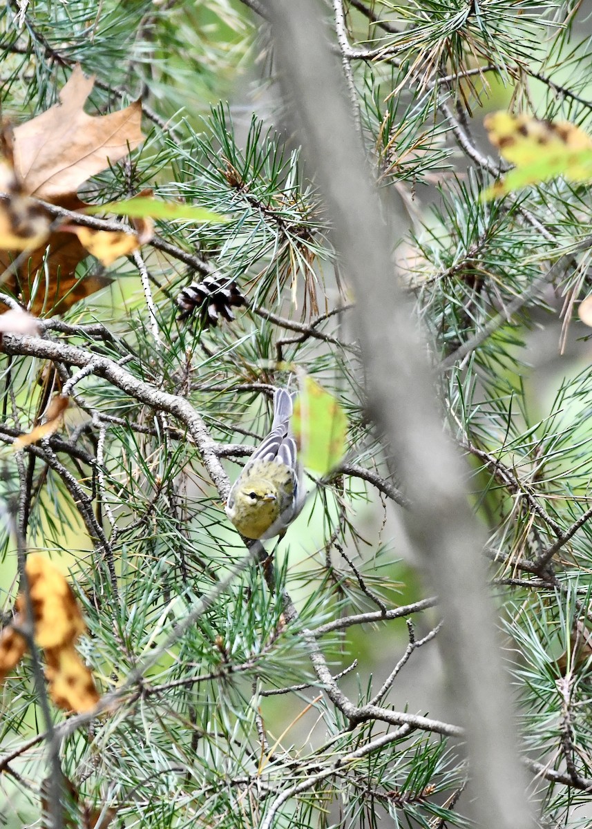 Blackpoll Warbler - Paul Pruitt