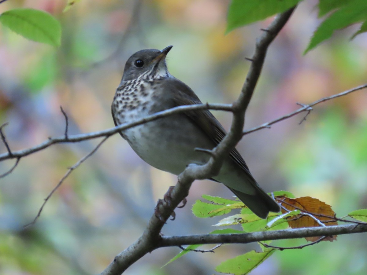 Gray-cheeked Thrush - ML624568749