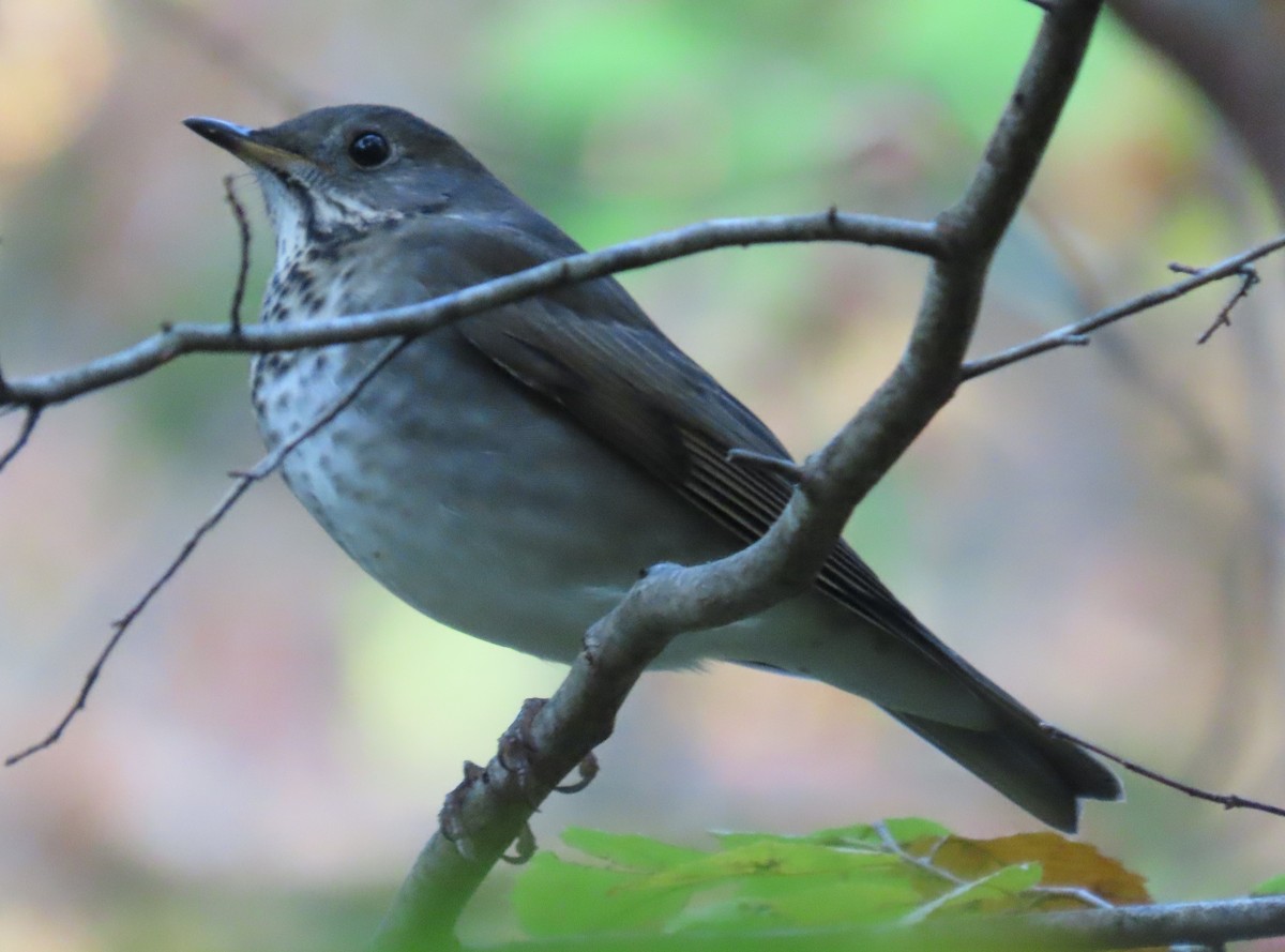 Gray-cheeked Thrush - ML624568757