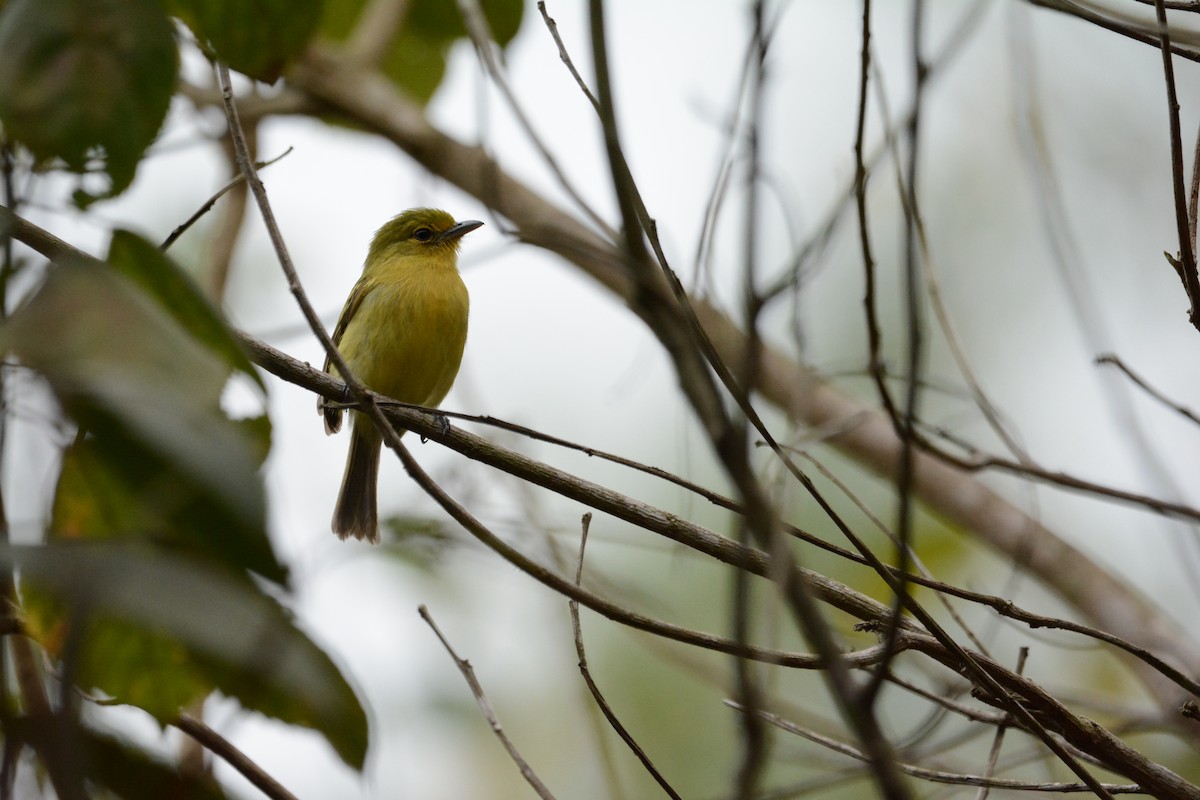 Ochre-lored Flatbill - ML624568769