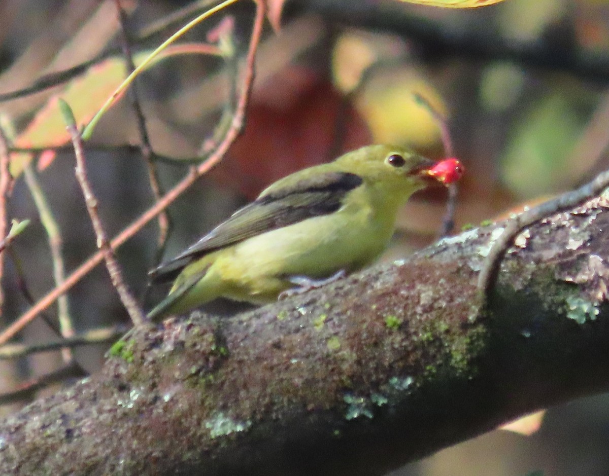 Scarlet Tanager - ML624568771