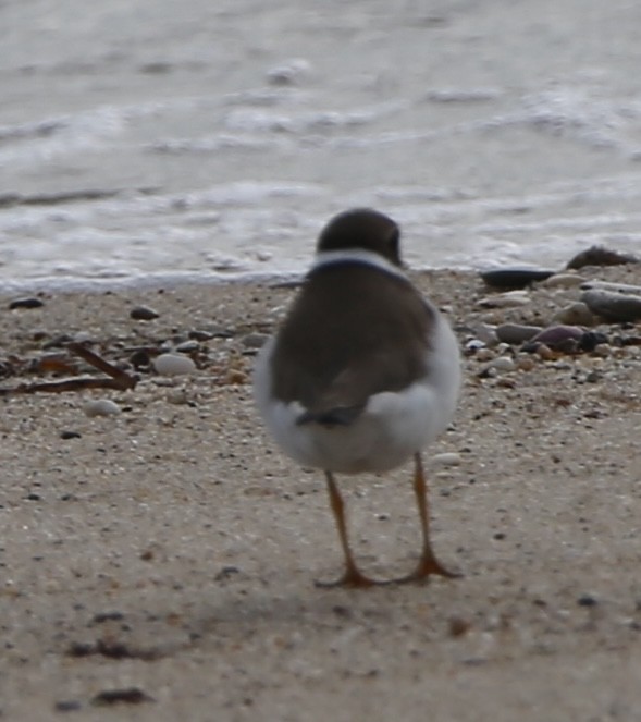 Semipalmated Plover - burton balkind