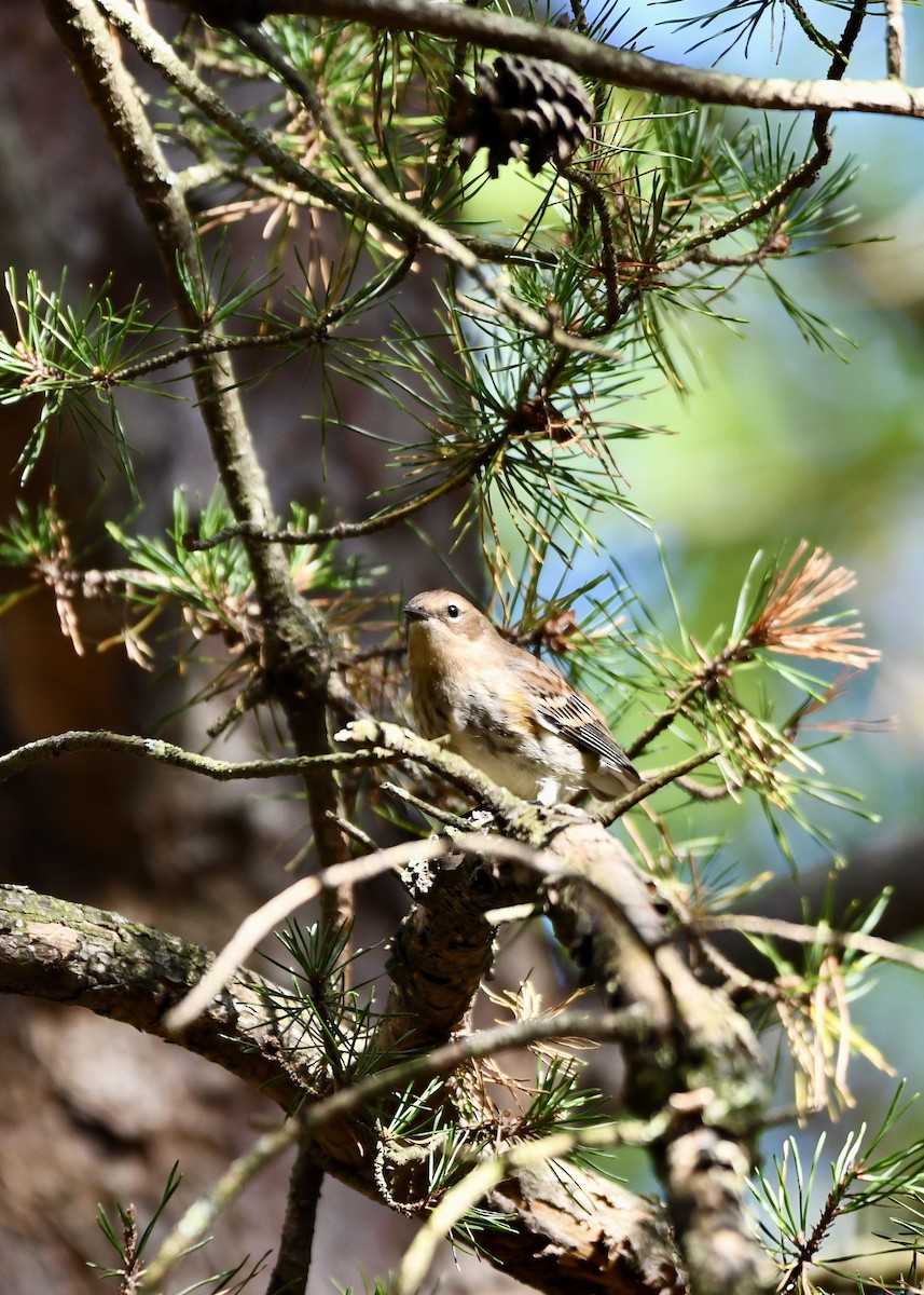 Yellow-rumped Warbler - ML624568793