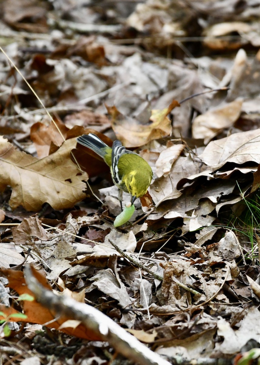 Black-throated Green Warbler - ML624568805