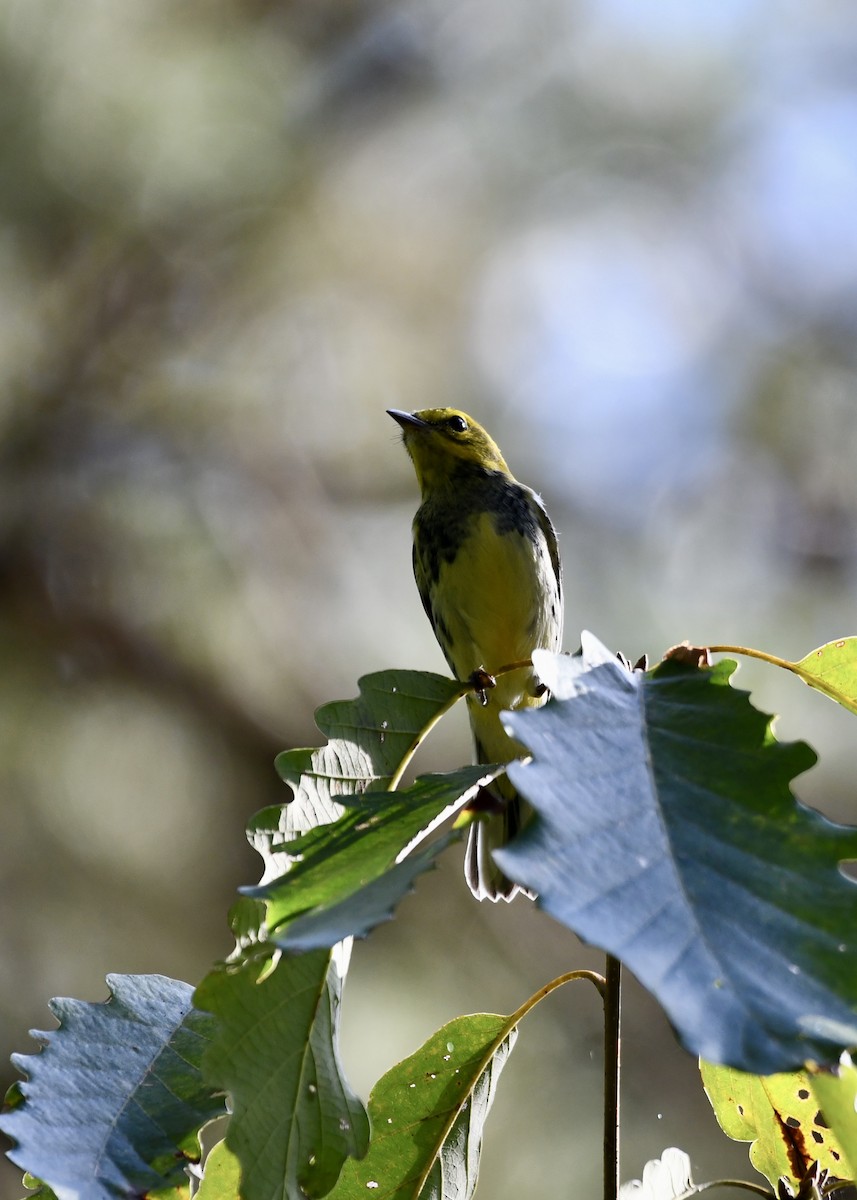 Black-throated Green Warbler - ML624568806