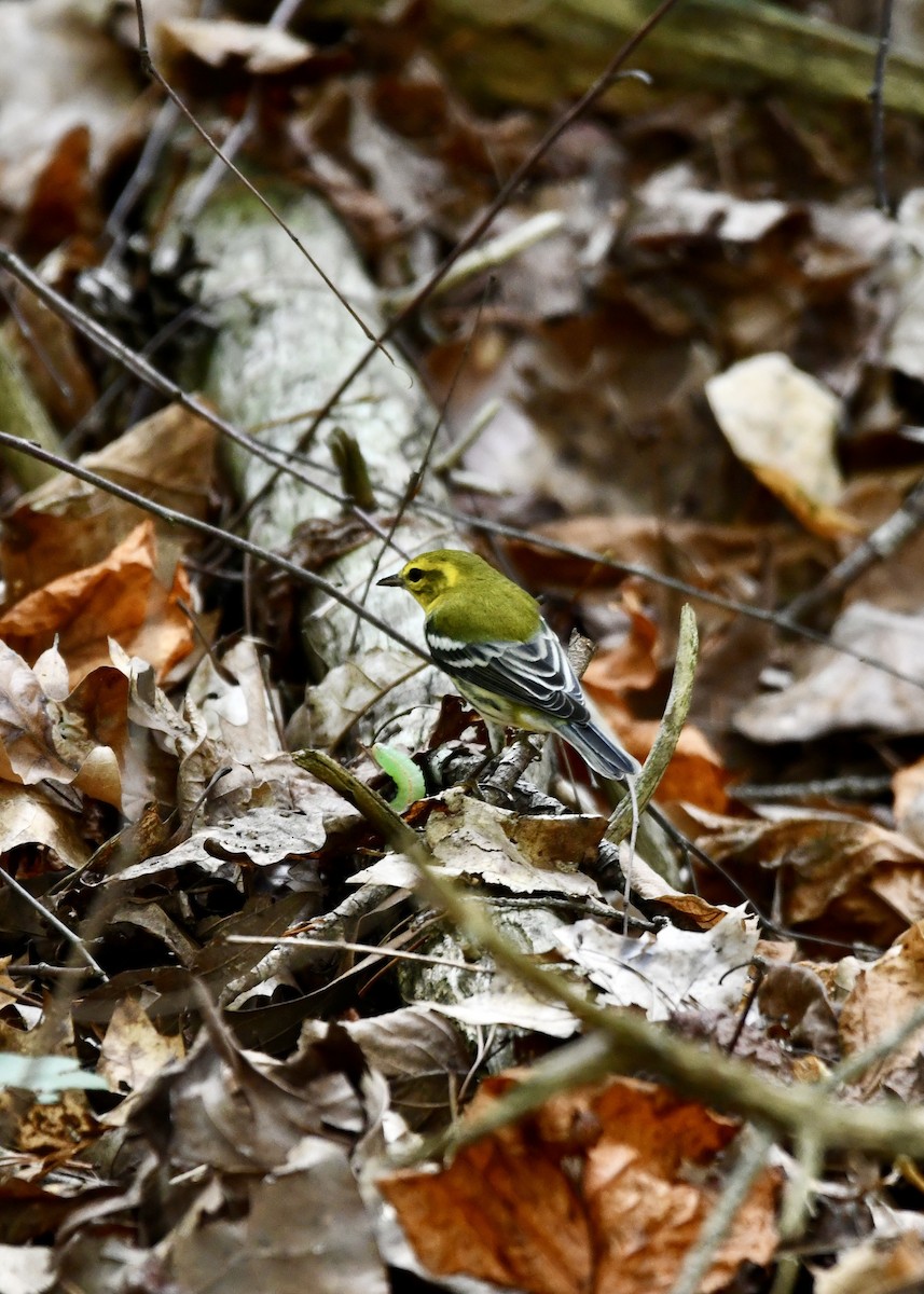 Black-throated Green Warbler - ML624568807