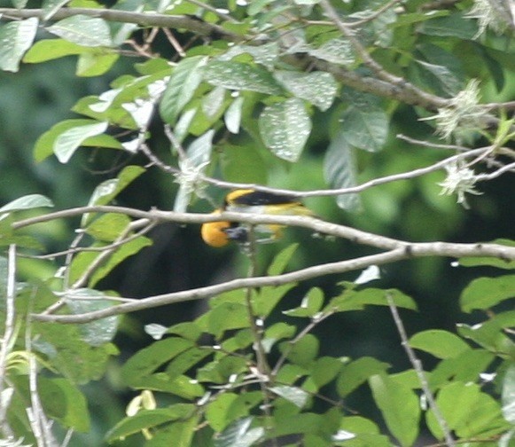 Altamira Oriole - ML624568841