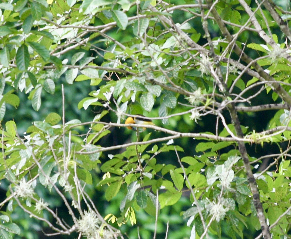 Altamira Oriole - ML624568844