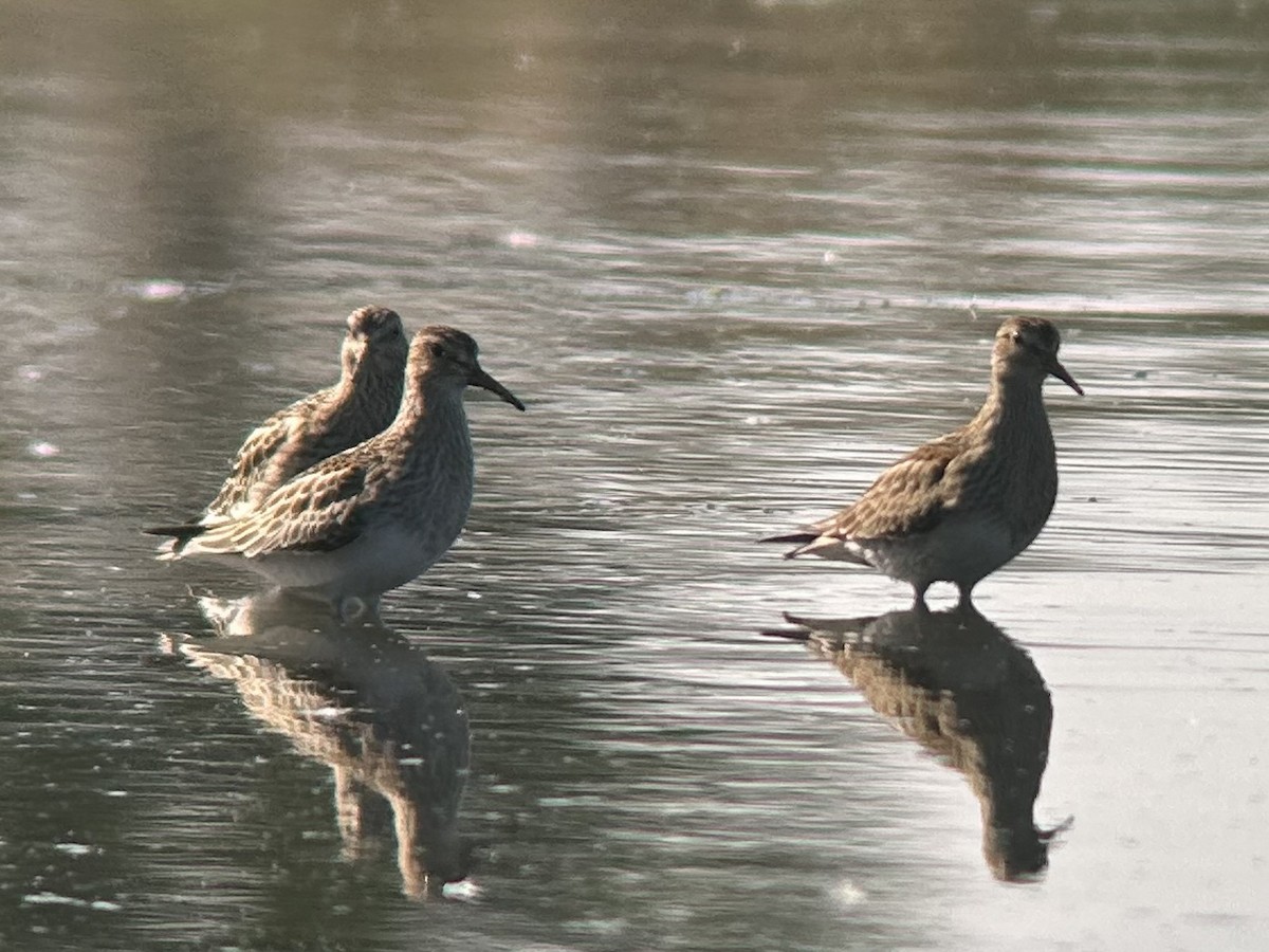 Pectoral Sandpiper - Julian Elman