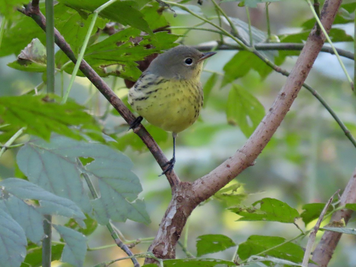 Kirtland's Warbler - ML624568866