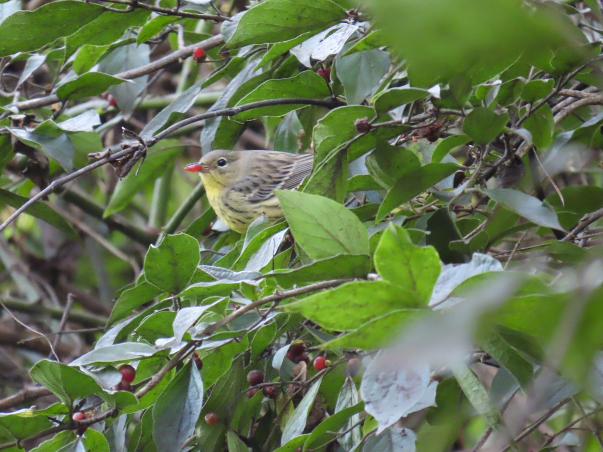 Kirtland's Warbler - ML624568867