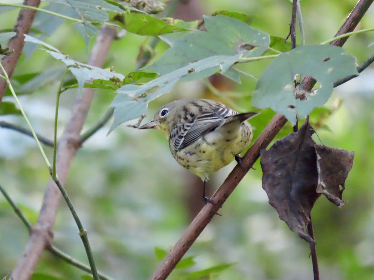 Kirtland's Warbler - ML624568868