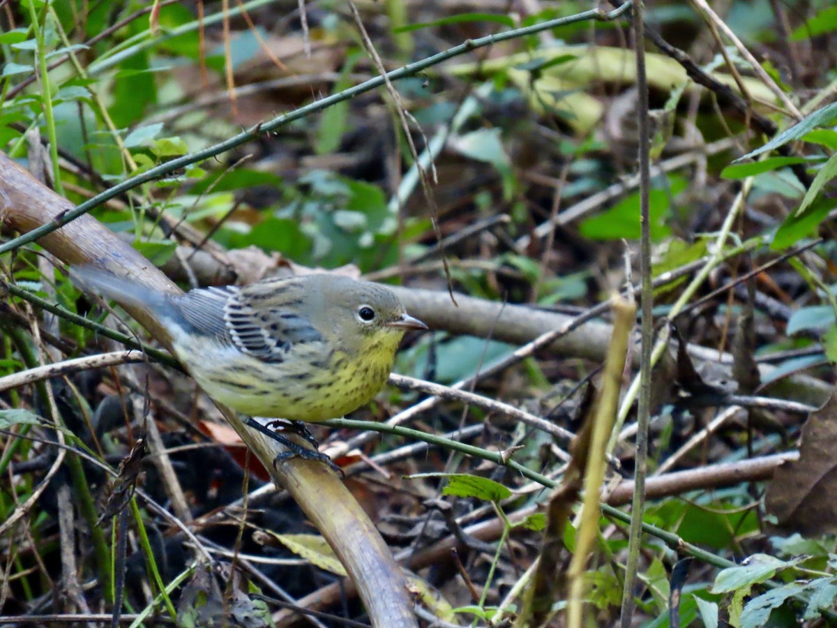 Kirtland's Warbler - ML624568869