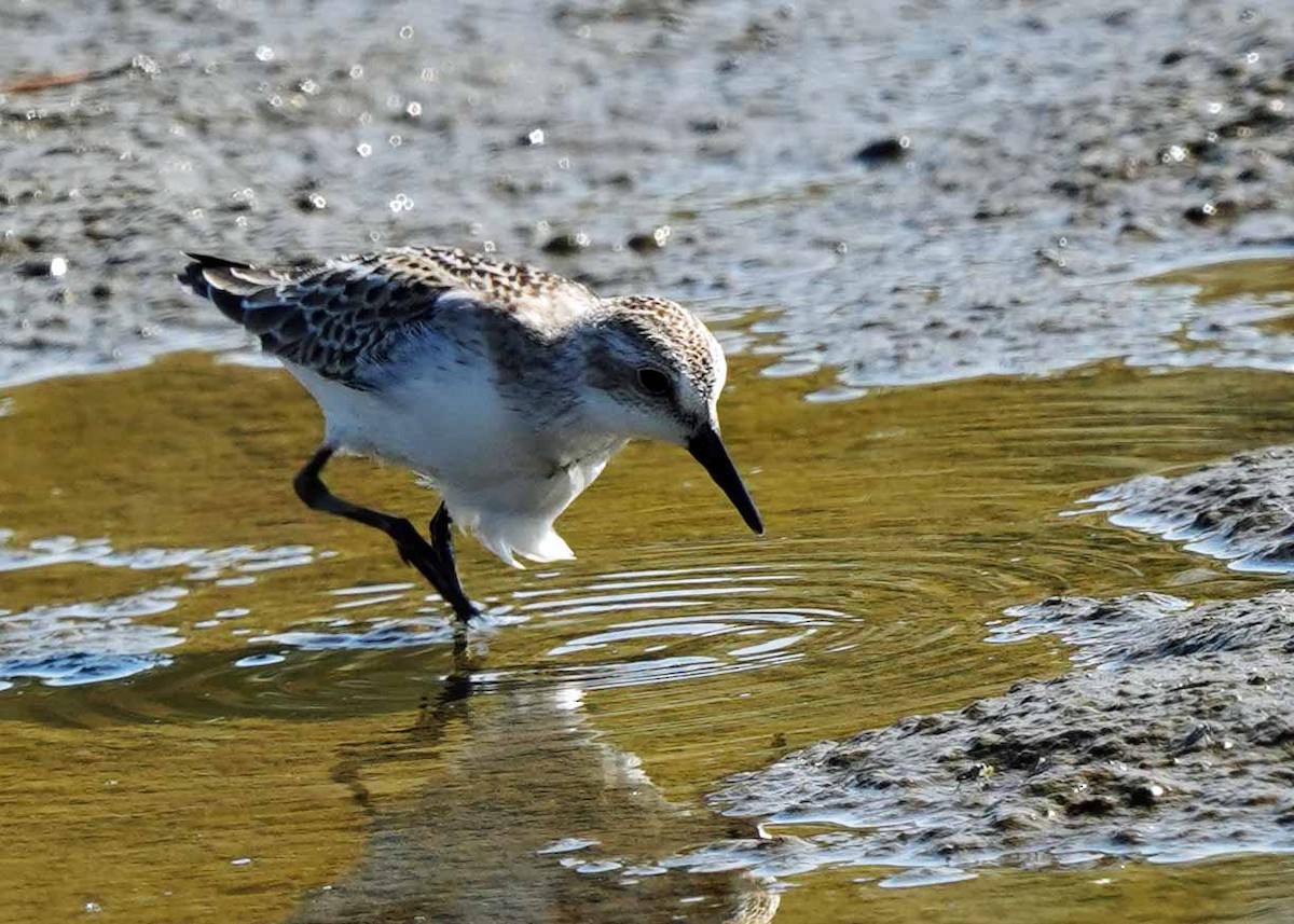 sandsnipe - ML624568877