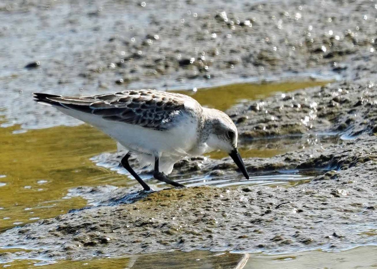 sandsnipe - ML624568878