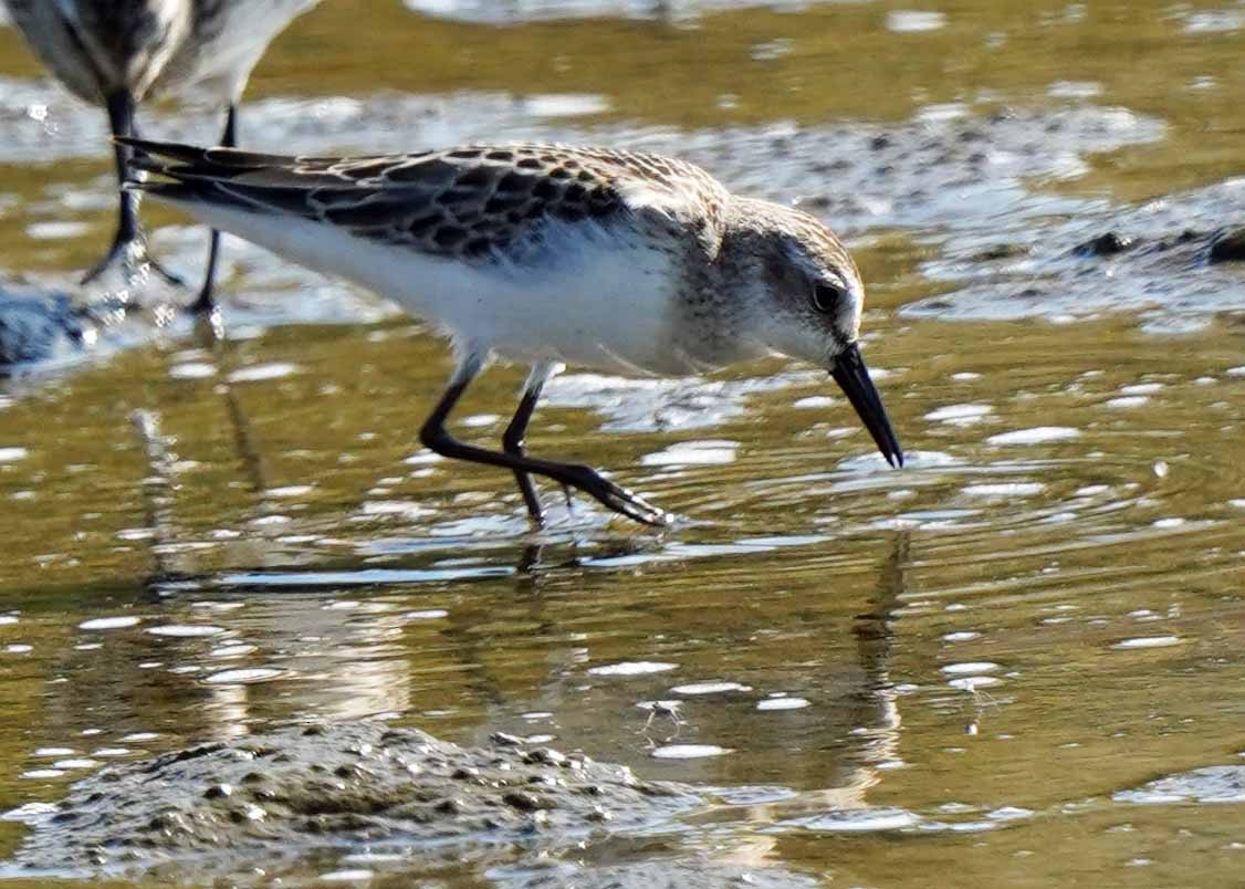 sandsnipe - ML624568881