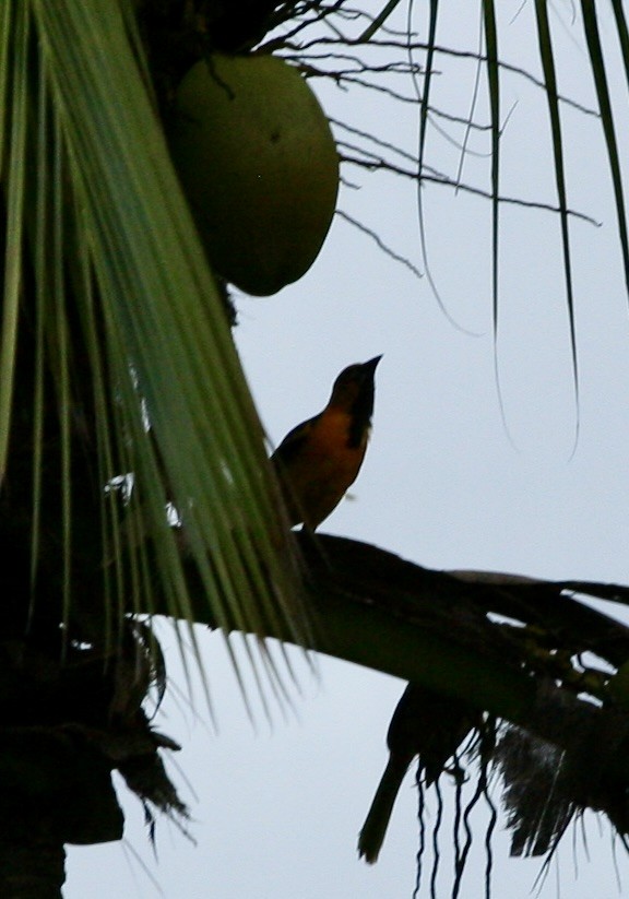 Altamira Oriole - Kathie Farrar