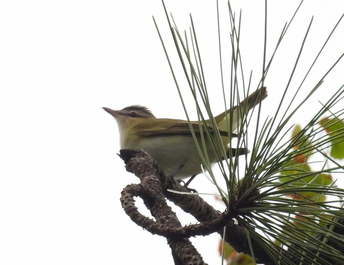 rødøyevireo - ML624568889