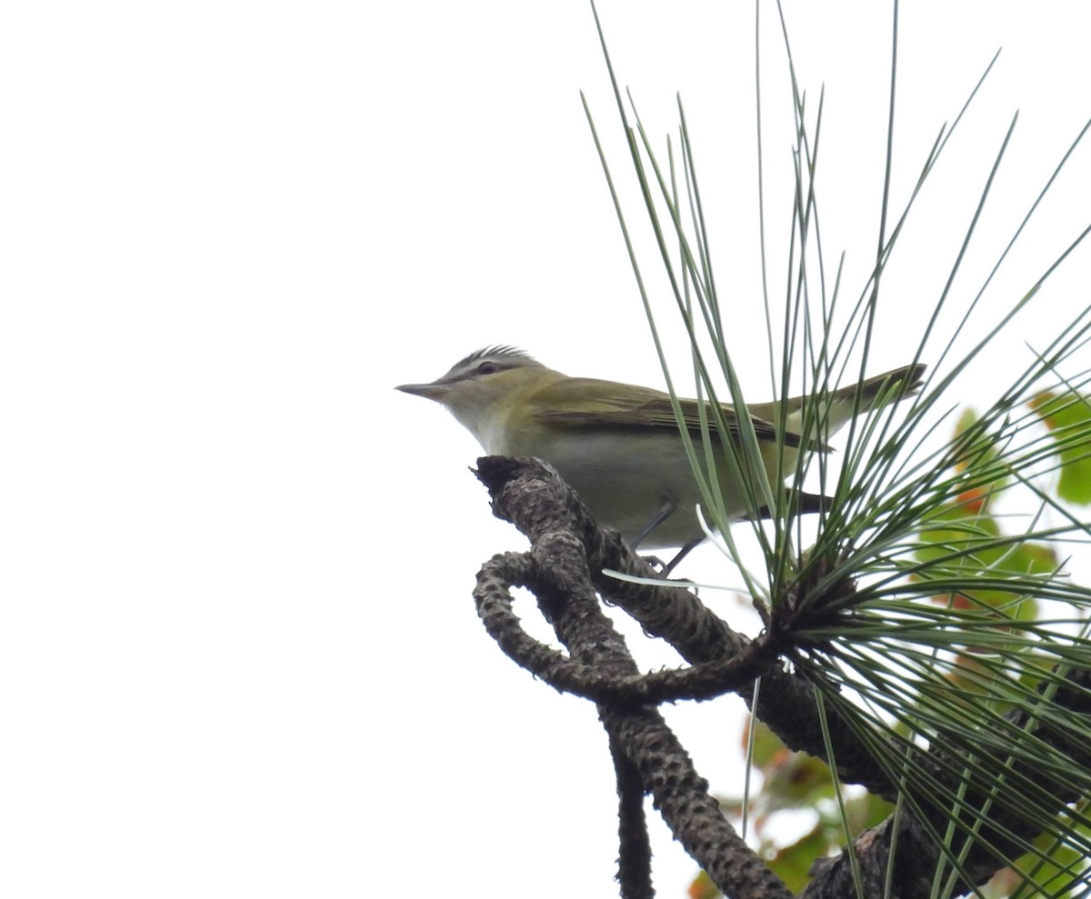 rødøyevireo - ML624568890