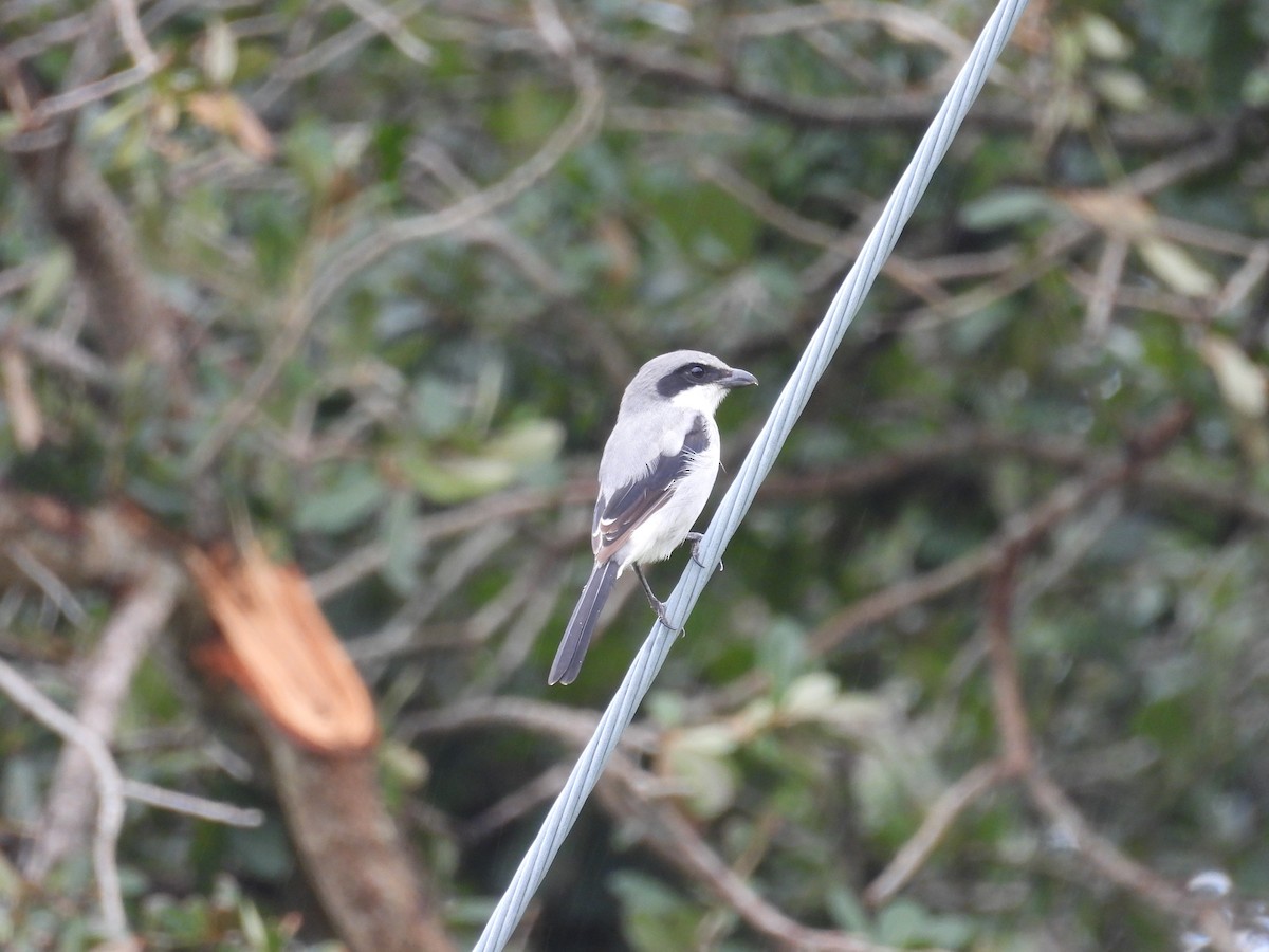 Loggerhead Shrike - ML624568900