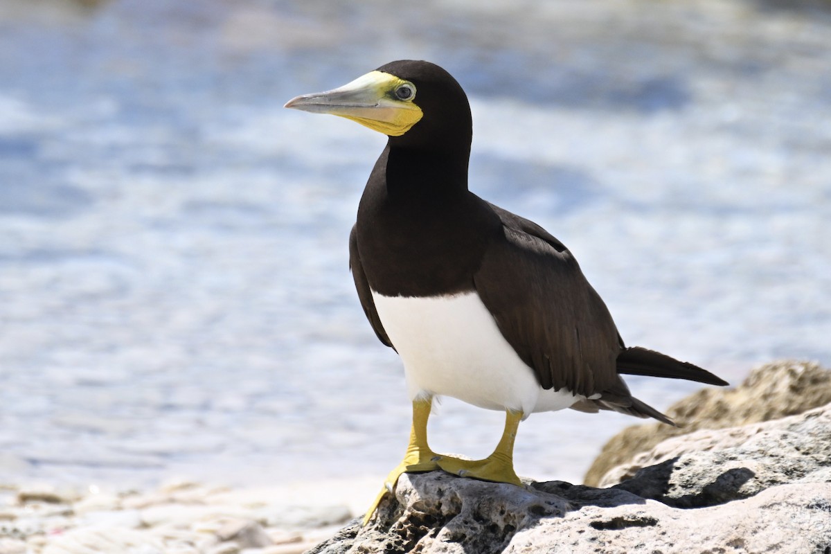 Brown Booby - ML624568914