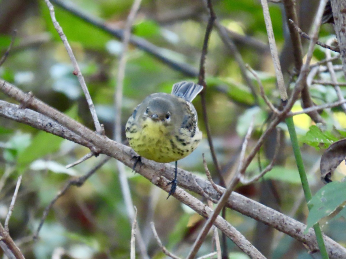 Kirtland's Warbler - ML624568921