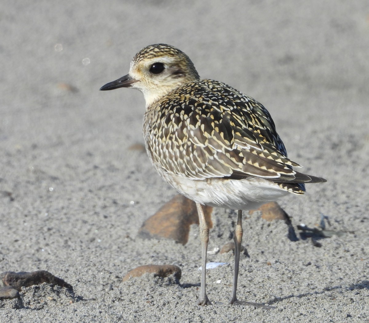 Pacific Golden-Plover - ML624568922