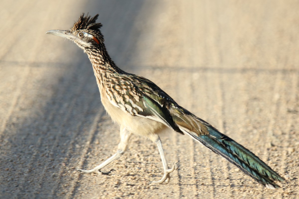 Greater Roadrunner - ML624568923