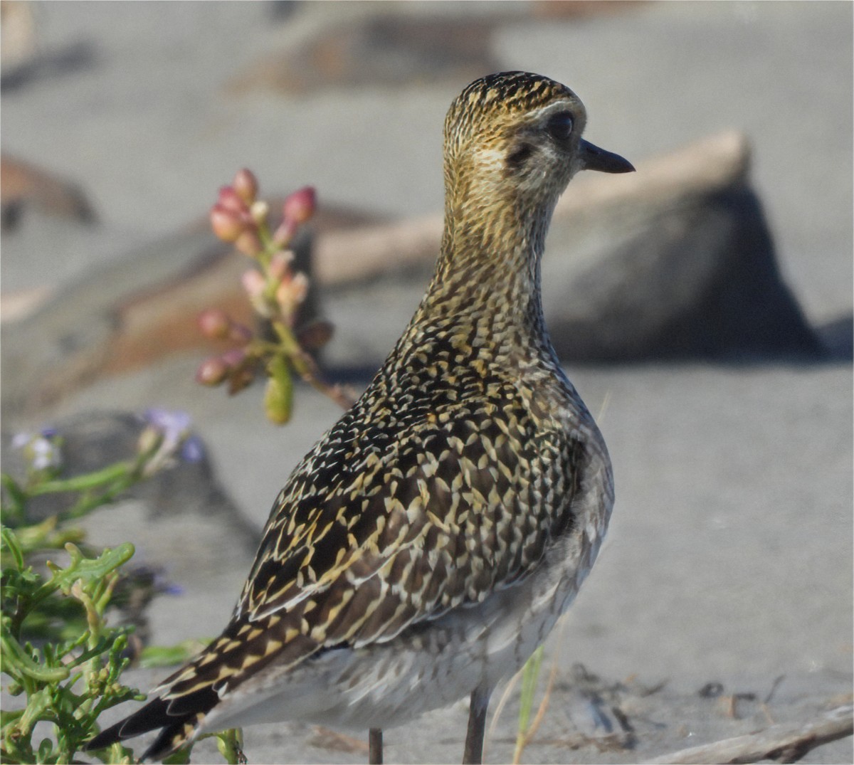 Pacific Golden-Plover - ML624568924