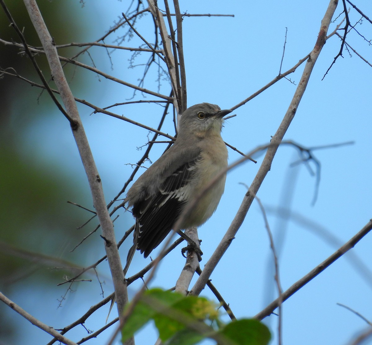 Northern Mockingbird - ML624568928