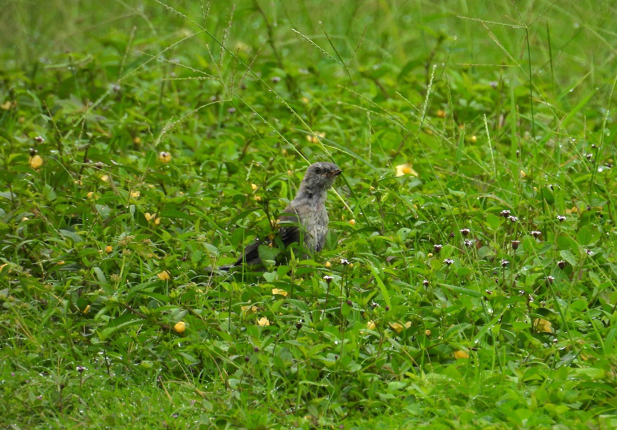 Northern Mockingbird - ML624568929