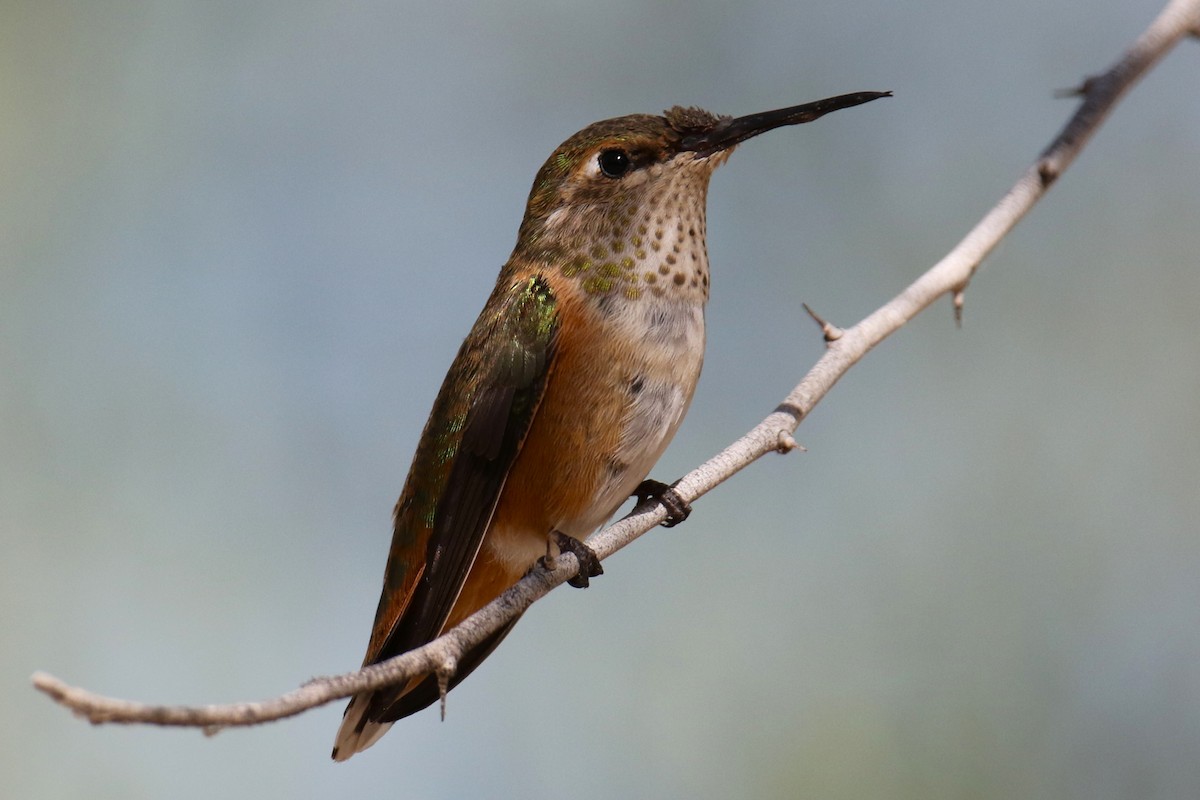 Rufous Hummingbird - ML624568932