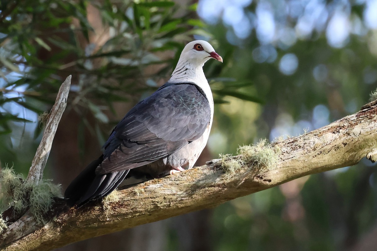 White-headed Pigeon - Vernon Kretschmann