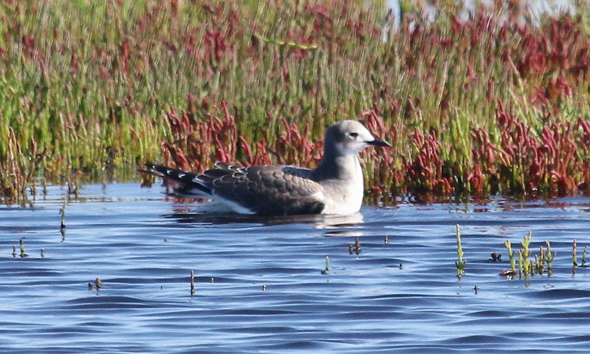 Sabine's Gull - Rita Carratello