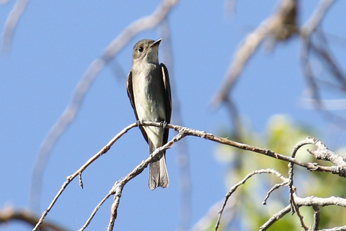 Western Wood-Pewee - ML624568935