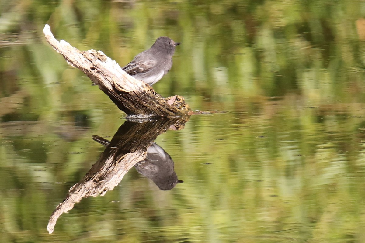 Black Phoebe - ML624568944