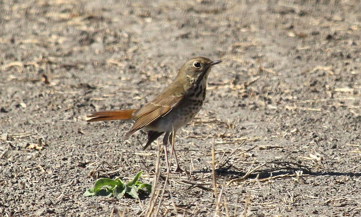 Hermit Thrush (guttatus Group) - Rita Carratello