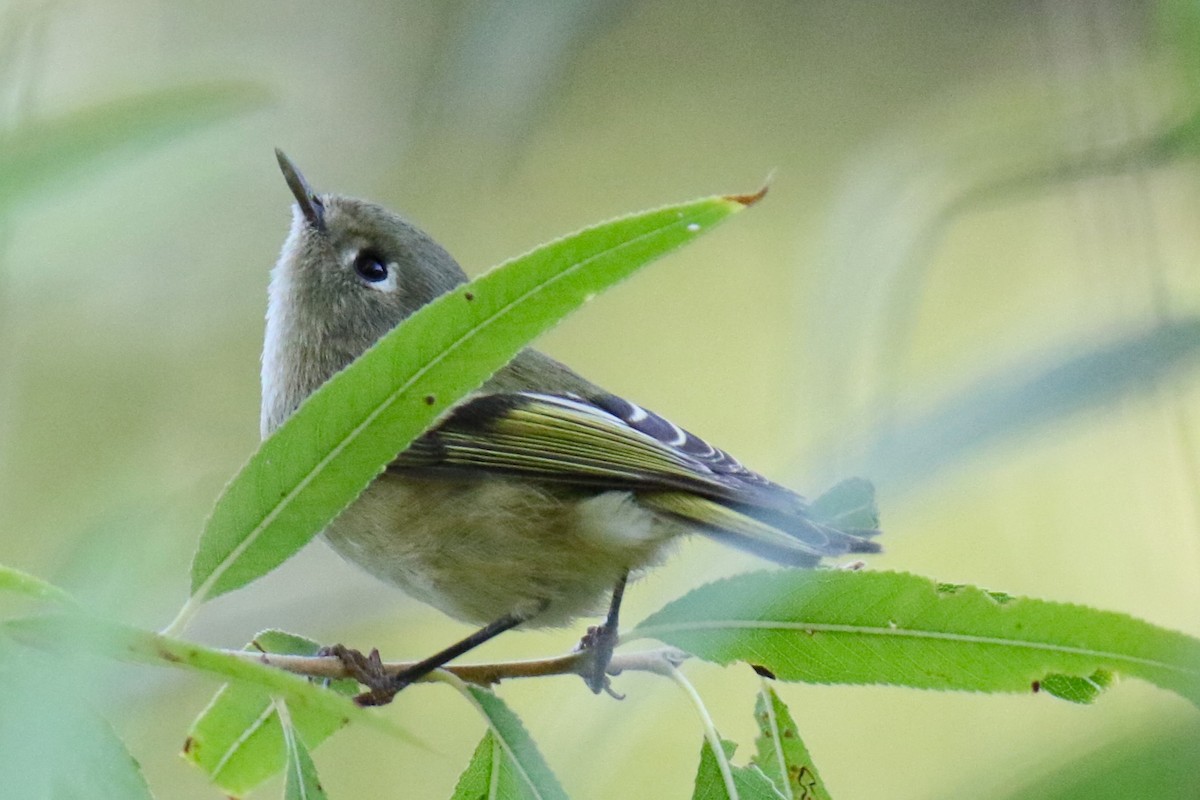 Ruby-crowned Kinglet - ML624568951