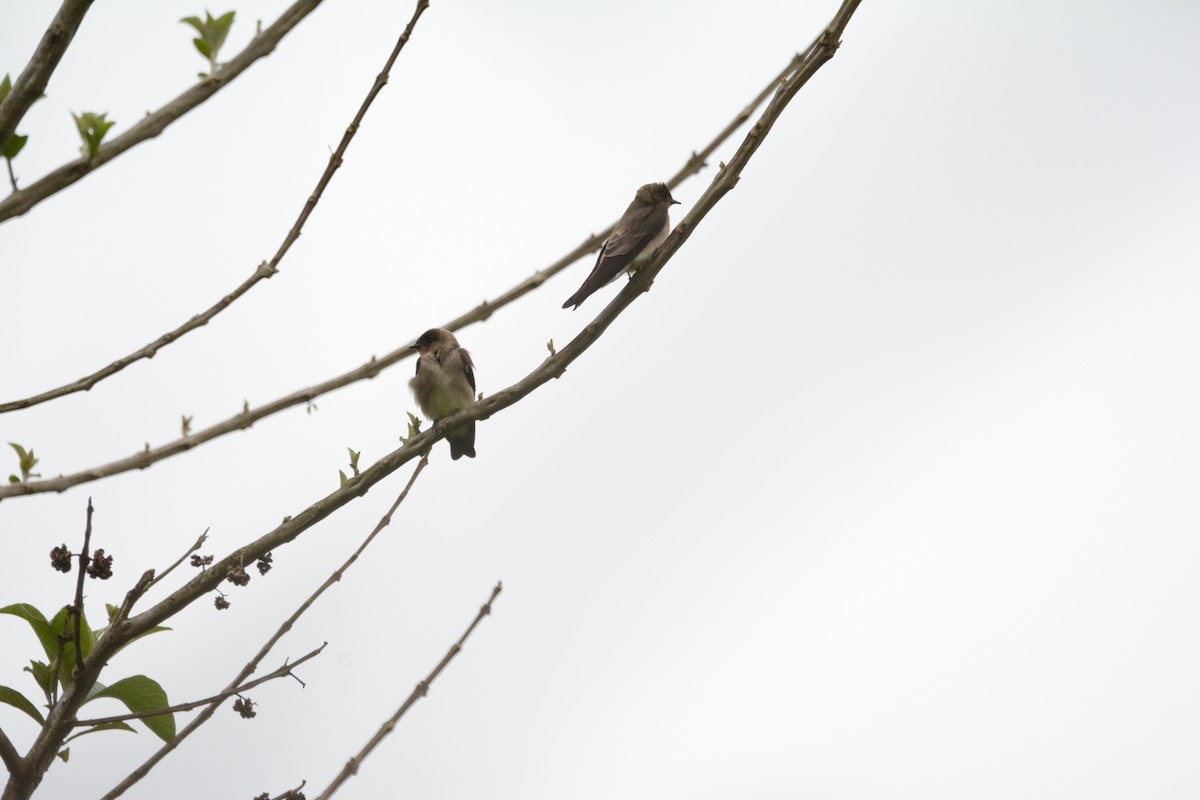 Southern Rough-winged Swallow - Liliane Seixas