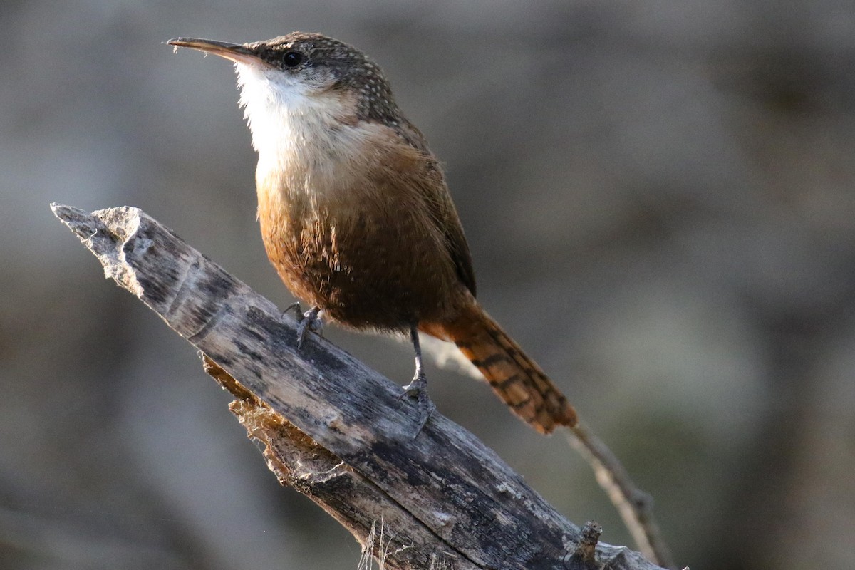 Canyon Wren - ML624568966