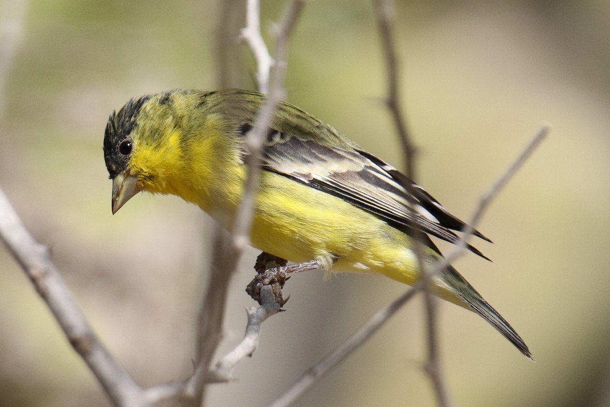 Lesser Goldfinch - ML624568997