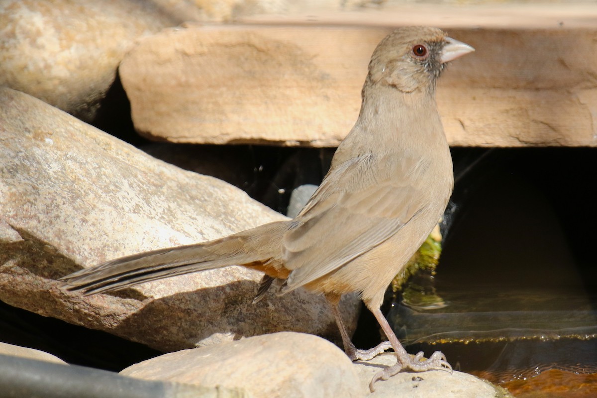 Abert's Towhee - Louis Hoeniger