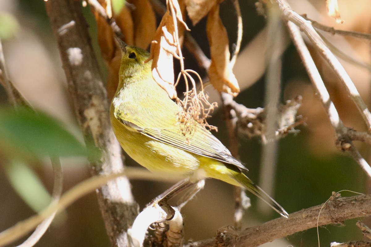 Orange-crowned Warbler - ML624569014