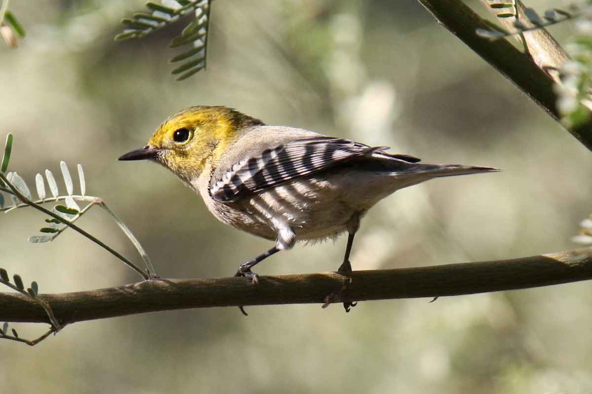 Hermit Warbler - ML624569032