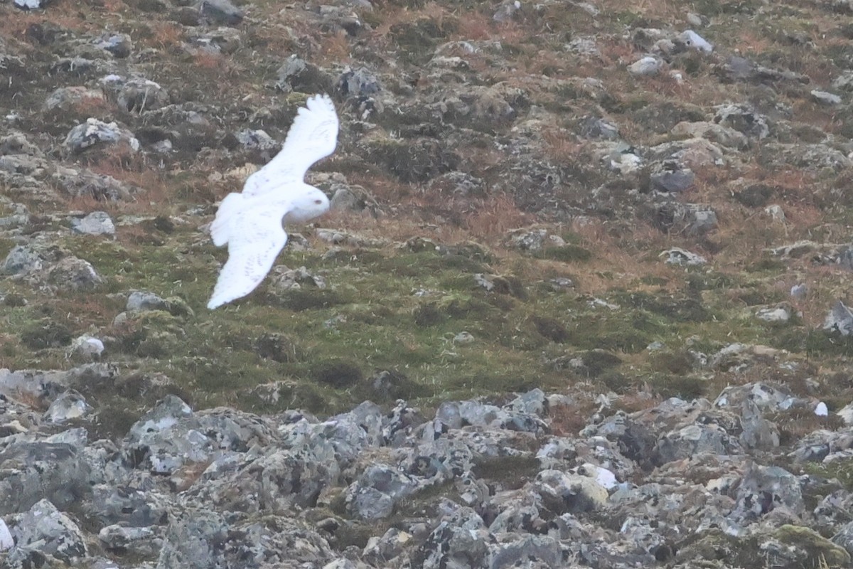 Snowy Owl - ML624569057
